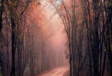 网易新闻：匈牙利女篮连连取胜，成奥运黑马